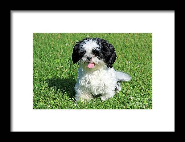 Animal Framed Print featuring the photograph Our Beloved Milo by Teresa Zieba