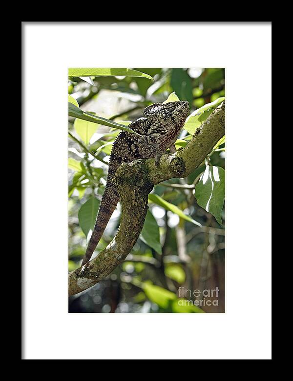 Oustalet's Chameleon Framed Print featuring the photograph Oustalets Chameleon by Sohns/Okapia