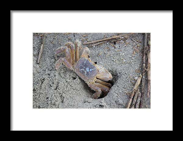 Crab Framed Print featuring the photograph Out for A Walk by Rosanne Jordan