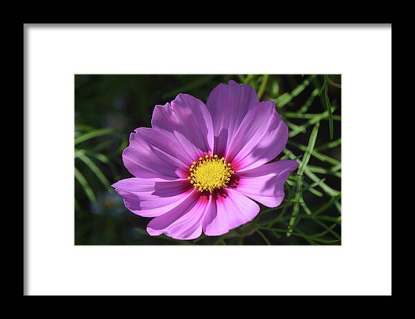 Cosmos Flower Framed Print featuring the photograph Out In The Sun. by Terence Davis