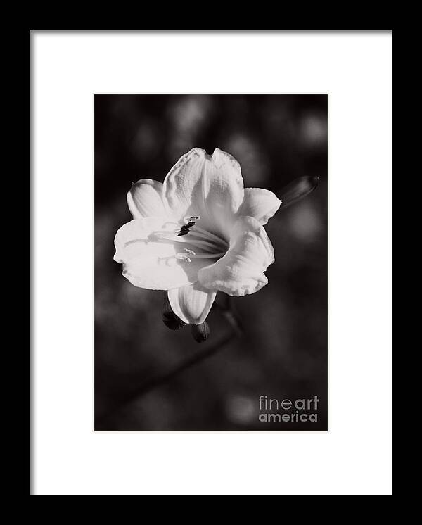 Bloom Framed Print featuring the photograph Out of Darkness Into Light - wbw by Linda Shafer