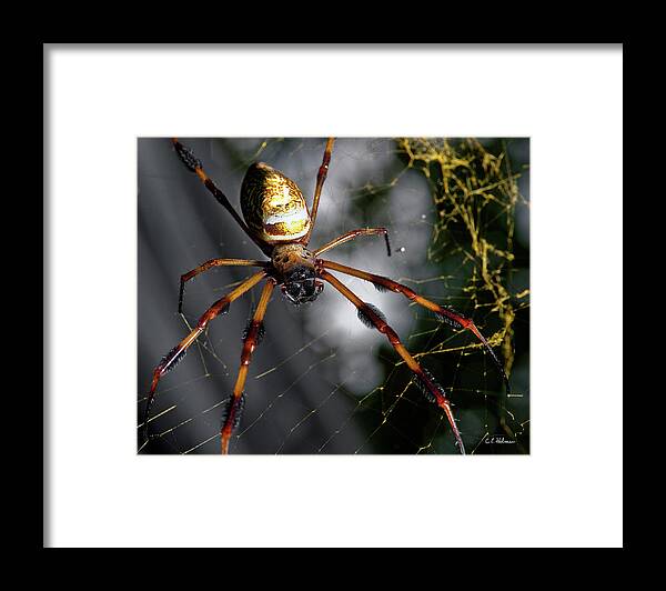 Spider Framed Print featuring the photograph Out Of The Dark by Christopher Holmes