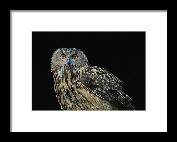 Eurasian Eagle Owl Framed Print featuring the photograph Out Of The Darkness 2 by Fraida Gutovich