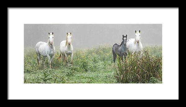 Wild Horses Framed Print featuring the photograph Out of the Mist, 2 by Holly Ross