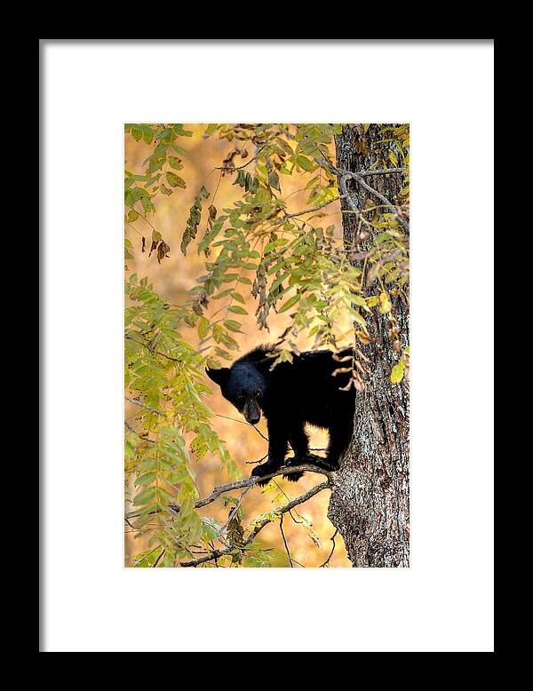 Black Bear Framed Print featuring the photograph Out On A Limb by Carol Montoya