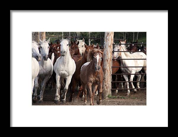 Animals Framed Print featuring the photograph Out The Gate by MH Ramona Swift