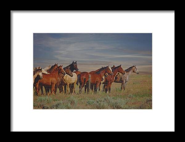 Horses Framed Print featuring the photograph Over The Fenceline by Amanda Smith