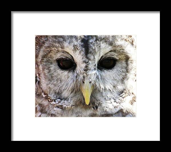 Wildlife Framed Print featuring the photograph Owl Eyes by William Selander