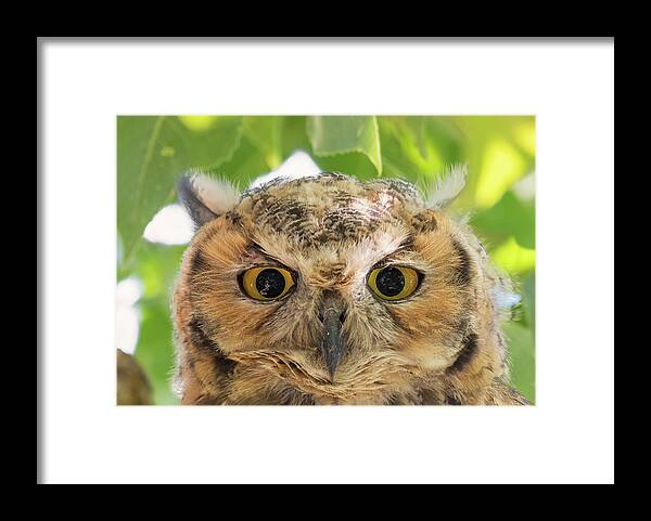 Loree Johnson Photography Framed Print featuring the photograph Owl Face by Loree Johnson