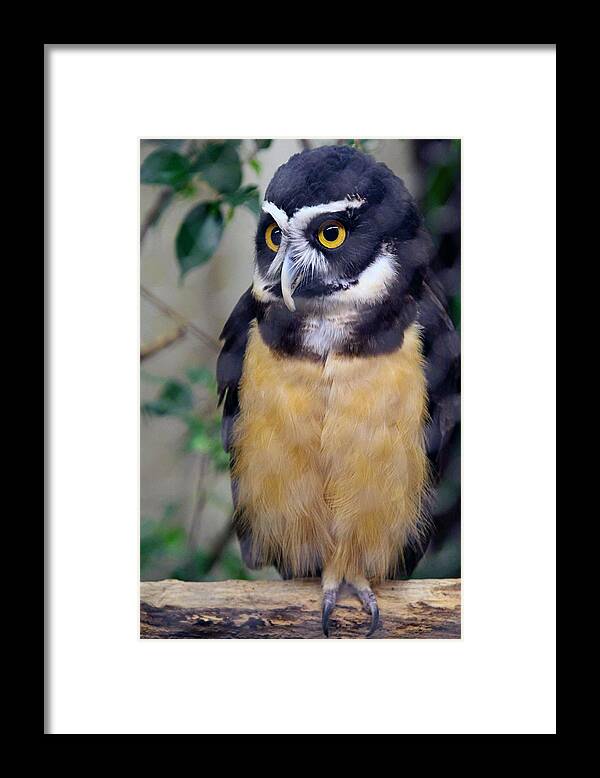 Speckled Owl Framed Print featuring the photograph Owl by Mitch Cat