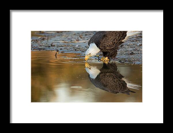 David Eppley. The Weather Channel Framed Print featuring the photograph Ozzie by David Eppley