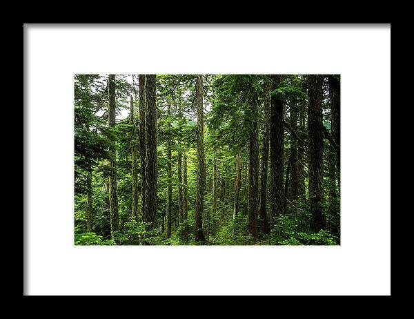 Scenic Framed Print featuring the photograph Pacific Northwest Forest by Pelo Blanco Photo