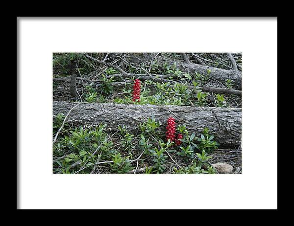 Chester Framed Print featuring the photograph Pacific Crest Trail Flora by Suzanne Lorenz