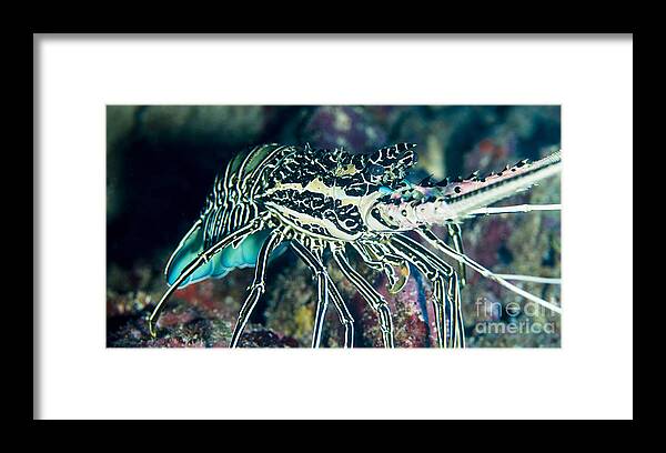 Razor Framed Print featuring the photograph Pacific Lobster Yap by Dan Norton