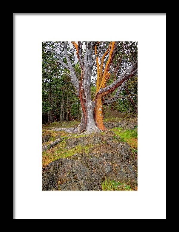 Oregon Coast Framed Print featuring the photograph Pacific Madrone Tree by Tom Singleton