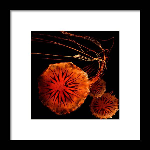 Jellies Framed Print featuring the photograph Pacific Sea Nettle Jellies by Thanh Thuy Nguyen