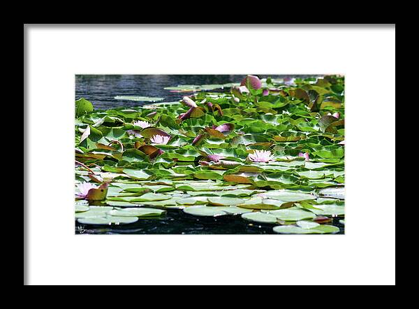 Ponds Framed Print featuring the photograph Padalicious by Mary Anne Delgado