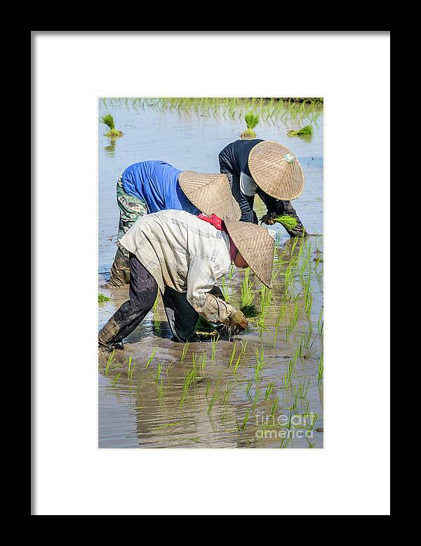 People Framed Print featuring the photograph Paddy Field 2 by Werner Padarin