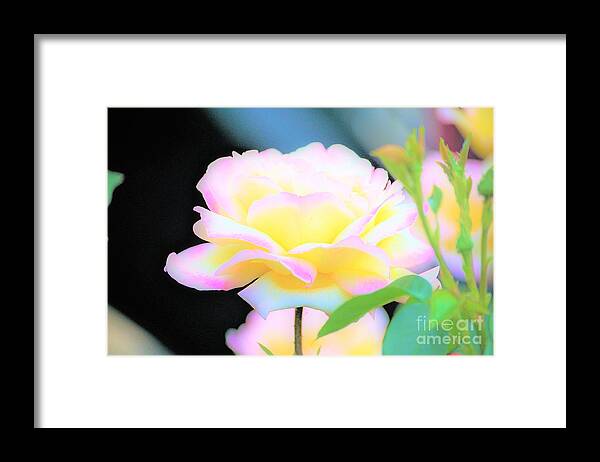 Rose Framed Print featuring the photograph Paint me Beautiful by Merle Grenz