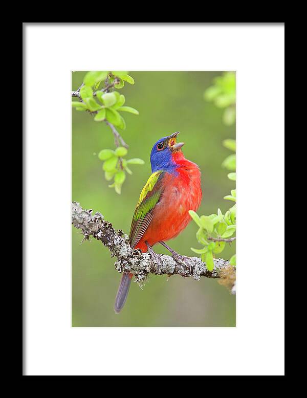 Painted Bunting Framed Print featuring the photograph Painted Bunting Singing 2 by D Robert Franz