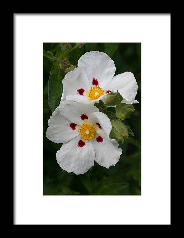 Botanical Framed Print featuring the photograph Painted Crepe by Tammy Pool