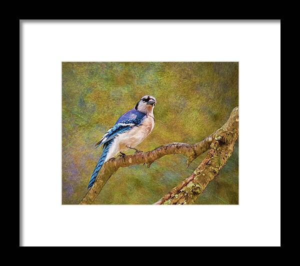 Songbird Framed Print featuring the photograph Painted Jay by Cathy Kovarik