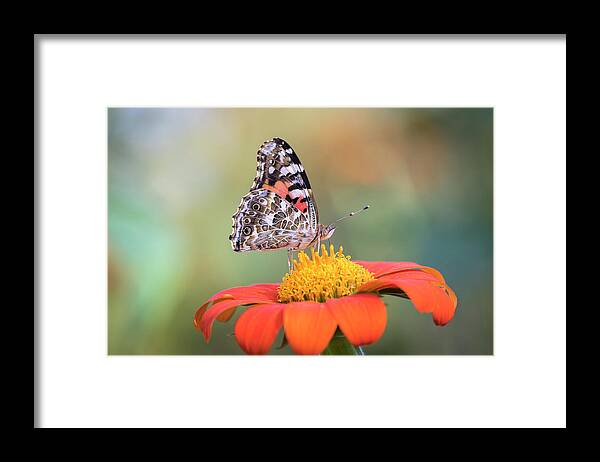 Painted Lady Butterfly Framed Print featuring the photograph Painted Lady 2017-3 by Thomas Young
