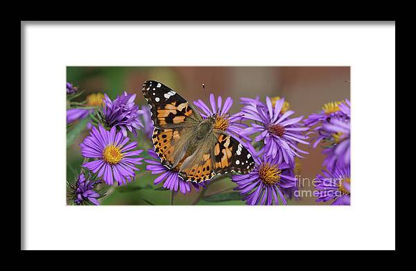 Painted Lady Framed Print featuring the photograph Painted Lady Butterfly and Aster Flowers 6x3 by Robert E Alter Reflections of Infinity