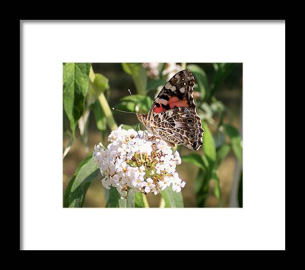 Insects Framed Print featuring the photograph Painted Lady by Douglas Egolf