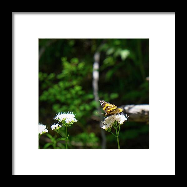 Butterfly Framed Print featuring the photograph Painted Lady by Jon Friesen