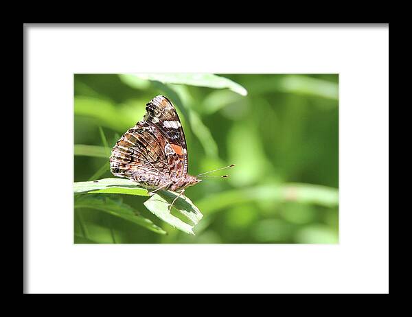 Painted Lady Framed Print featuring the photograph Painted Lady Stony Brook New York by Bob Savage