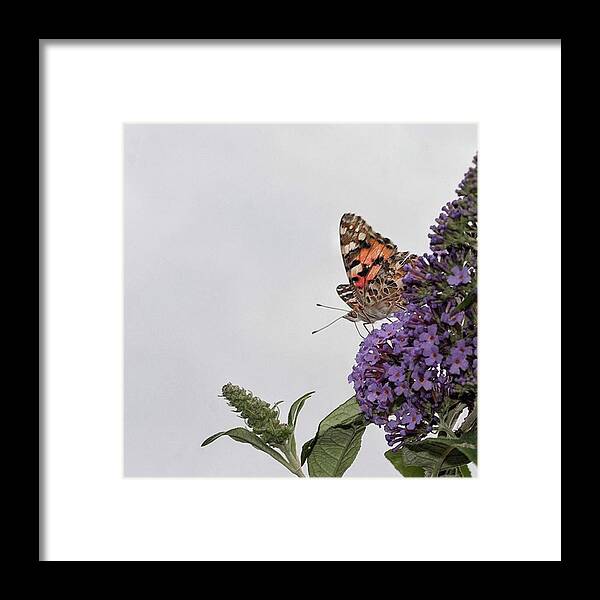 Insectsofinstagram Framed Print featuring the photograph Painted Lady (vanessa Cardui) by John Edwards