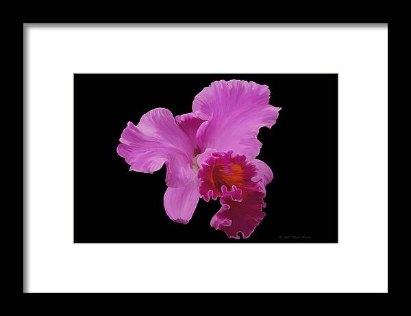 Orchid Framed Print featuring the photograph Painted Orchid by Phyllis Denton