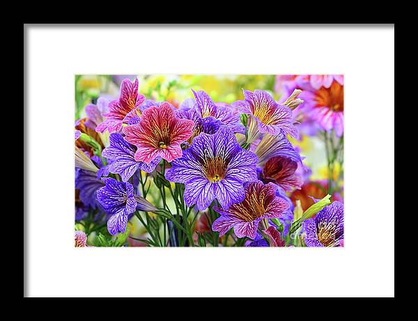 Flowers Framed Print featuring the photograph Painted Tonque by Cindy Manero