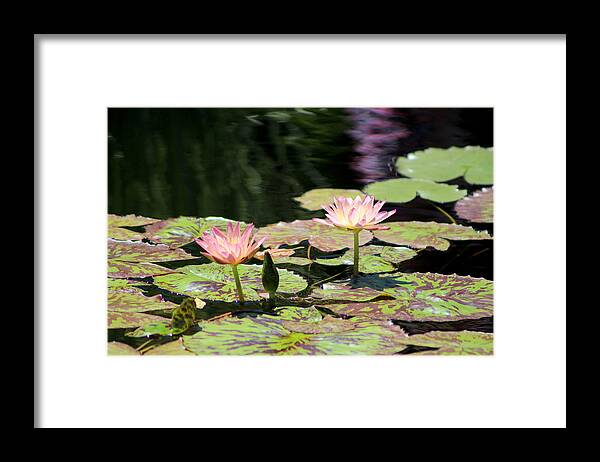 Painted Waters Framed Print featuring the photograph Painted Waters - Lilypond by Colleen Cornelius
