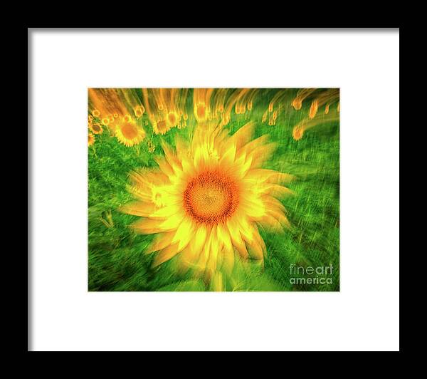 Sunflowers Framed Print featuring the photograph Painterly sunflower twirl by Izet Kapetanovic