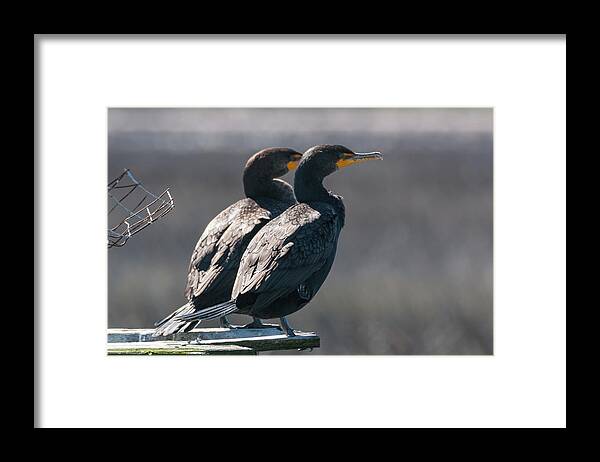Double-crested Cormorant Framed Print featuring the photograph Pair Double-Crested Cormorant 3 March 2018 by D K Wall