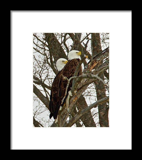 Pair Framed Print featuring the photograph Pair of Bald Eagles 0740 by Michael Peychich
