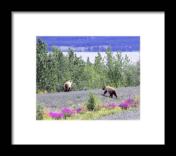 Alaskan Highway Framed Print featuring the photograph Pair of Brown Bears by Don Siebel