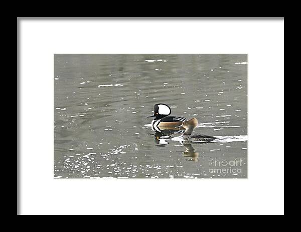 Photography Framed Print featuring the photograph Pair of Hooded Mergansers by Larry Ricker