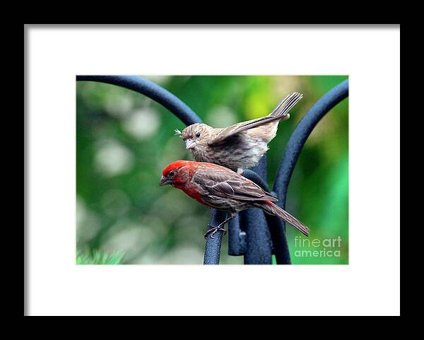Wild Birds Framed Print featuring the photograph Pair of House Finches by Patricia Youngquist