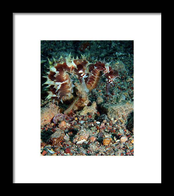 Jayakars Seahorse Framed Print featuring the photograph Pair of Red Jayakar's Seahorses, Red Sea, Israel 1 by Pauline Walsh Jacobson