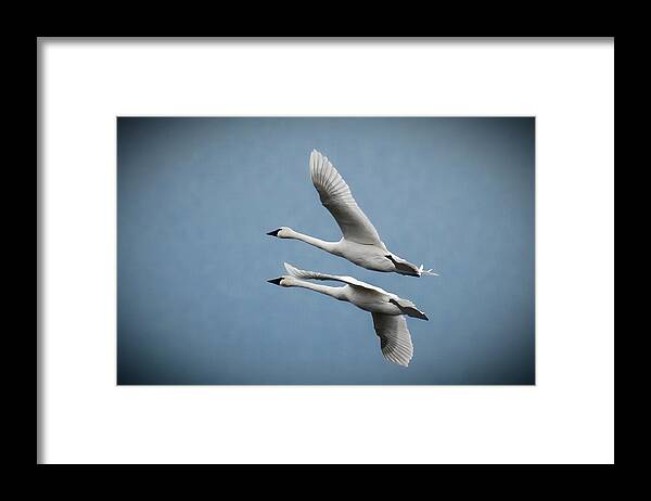 Nature Framed Print featuring the photograph Pair of Tundra Swan by Donald Brown
