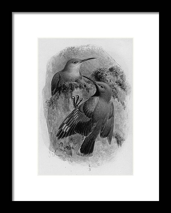 Pair Of Wallcreepers Framed Print featuring the drawing Pair of wallcreepers by Johan Gerard Keulemans