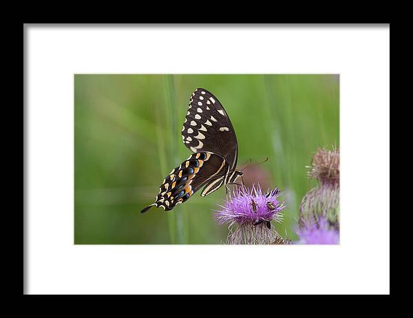 Swallowtail Framed Print featuring the photograph Palamedes Swallowtail and Friends by Paul Rebmann