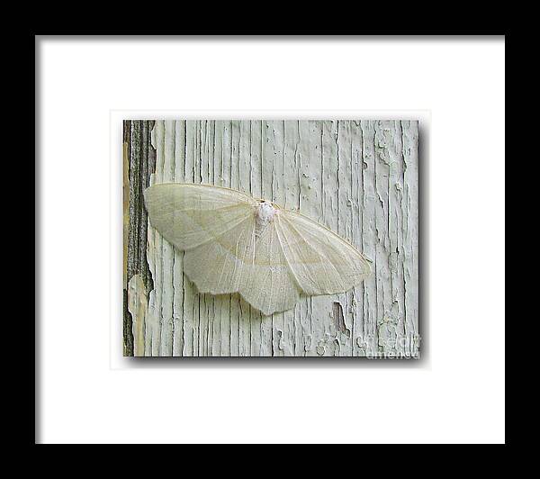 Moth Framed Print featuring the photograph Pale Beauty Moth by Deborah Johnson