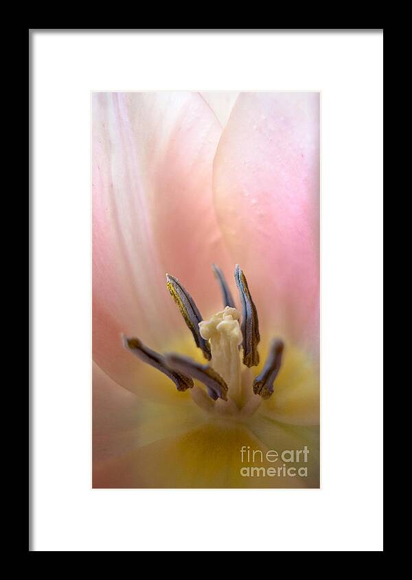 Tulip Framed Print featuring the photograph Pale Fire by Royce Howland