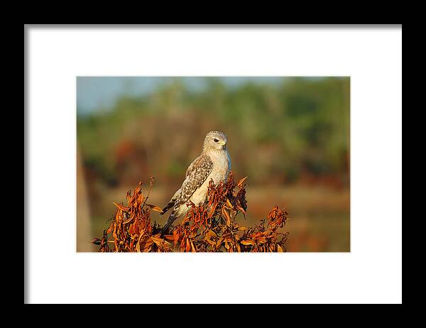 Bird Framed Print featuring the photograph Pale Male by Richard Leighton