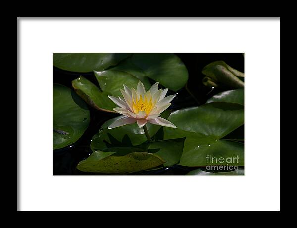 Pale Framed Print featuring the photograph Pale Pink and Yellow Lotus Waterlily by Jackie Irwin