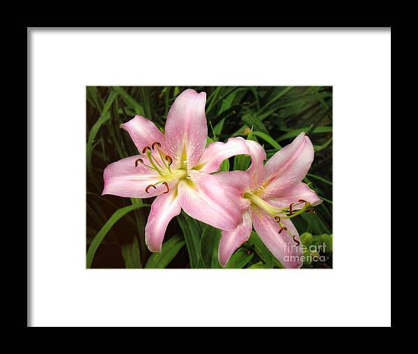 Lily Framed Print featuring the photograph Pale Pink Beauties by Sue Melvin